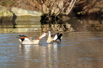 Egyptian Goose Swimming on a lake in a Park, Germany
