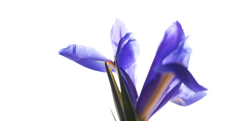 Japanese iris flower isolated on white background
