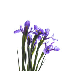Bouquet of Japanese irises. Decorative flowers isolated