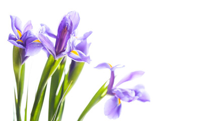 Japanese irises. Decorative flowers isolated on white