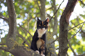 Obraz premium Cat on the tree. A tricolor cat sits on a branch.