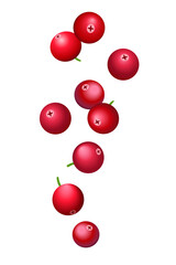 falling lingonberry or cranberry, vector illustration.