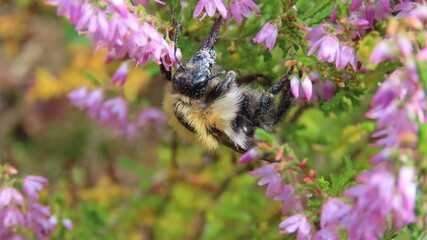 bee on lavender flower