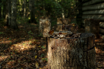 mushrooms in the forest