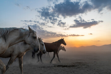 Wild horses run in foggy at sunset. Wild horses are running in dust. Near Hormetci Village, between...