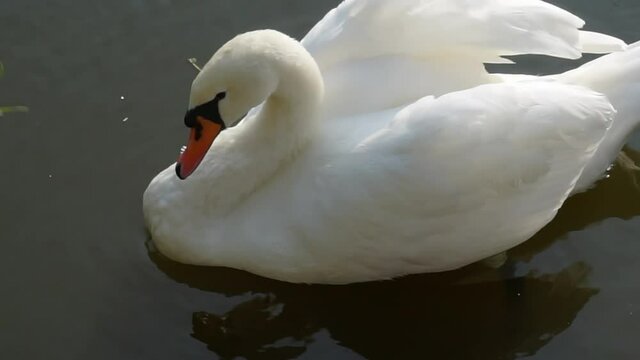 A white swan is floating on the lake.