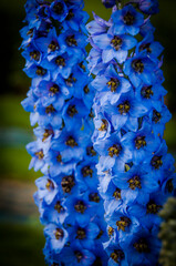 Rittersporn, Delphinium, Ranunculaceae, Hahnenfussgewächse, Zierpflanze, Zierblume, Blume, blaue Blüten, Blüte, Park, Blumengarten, giftig, Sommer, Basel, Baselland, Schweiz