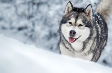 Naklejka premium dog runs frosty winter snowy forest, alaskan malamute