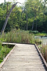 The wooden boardwalk near the water in the countryside.