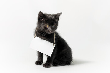 little black kitten with a blank sign on a white background