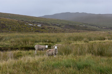 Fototapeta premium Sheep in Wicklow Mountains