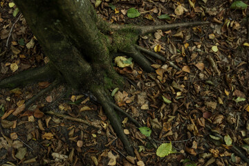 leaves on the ground