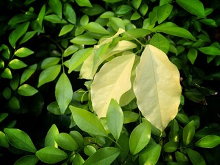 green leaves background