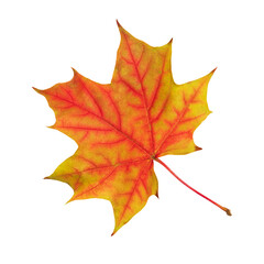 Red, green and orange fall maple leaf isolated on white background. Close up of autumn leaves from maple tree