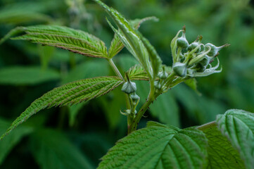 close up of a plant