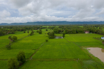 Fototapeta na wymiar beautiful but unfocussed green grass after rain with dark cloudy sky green ricefield isolated in the island pangandaran . Scenic view of green ricefields in the Cambodia