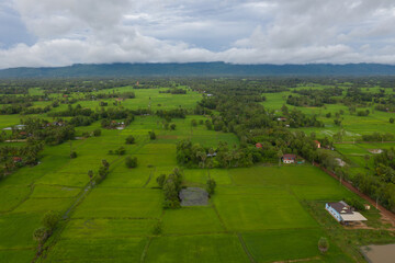 beautiful but unfocussed green grass after rain with dark cloudy sky green ricefield isolated in...