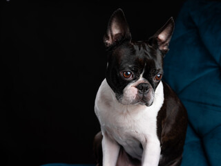 Boston Terrier