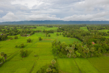 Fototapeta na wymiar beautiful but unfocussed green grass after rain with dark cloudy sky green ricefield isolated in the island pangandaran . Scenic view of green ricefields in the Cambodia