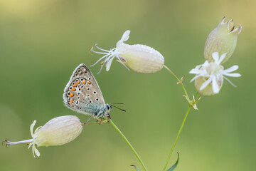 Portrait of common Blue butterfly (Polyommatus icarus)
