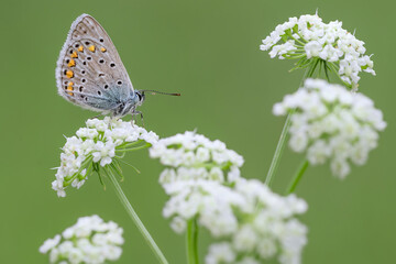The common Blue butterfly on flower (Polyommatus icarus)