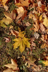 Fallen yellow maple leaves on green grass View from the top there is a place for text, concept
, autumn mood