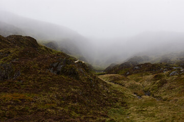 Mountain Sheep in Wicklow, Ireland