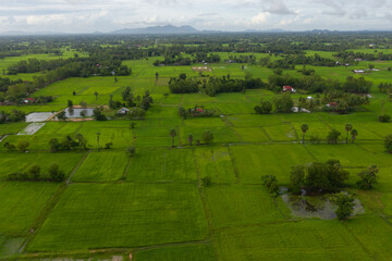 Obraz premium beautiful but unfocussed green grass after rain with dark cloudy sky green ricefield isolated in the island pangandaran . Scenic view of green ricefields in the Cambodia