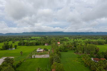 beautiful but unfocussed green grass after rain with dark cloudy sky green ricefield isolated in the island pangandaran . Scenic view of green ricefields in the Cambodia