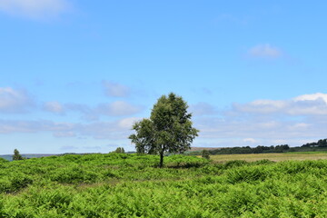 Obraz premium A lonely tree