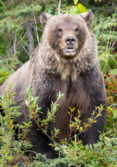 Fototapeta premium Grizzly bear in the wild