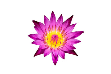 Water lily or lotus flower isolated on white background with clipping path.