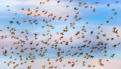 Abstract nature. Flying blur birds. Blue sky background. 