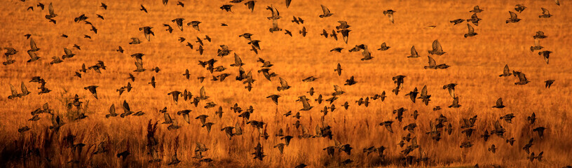 Abstract nature. Flying blur birds. Nature background. 