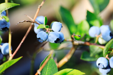 Blueberries at a branch in a garden