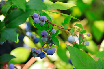 Blueberries at a branch in a garden