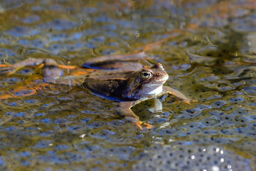 Common frog