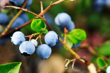 Blueberries at a branch in a garden