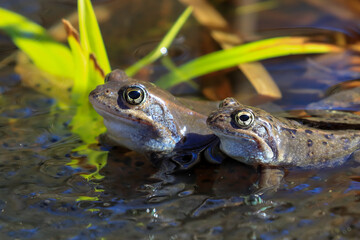 Common frog