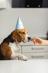 The hostess treats the beagle dog with delicious cookies. Dog birthday. Happy beagle dogs.