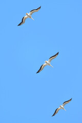 Birds flying in a formation