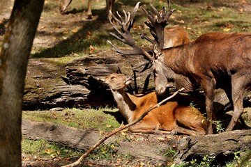 Beautiful Red Deer in rut - Is it tall,powerful,loud,wary and he is guarding his herd.
