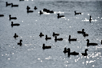 group of birds swiming on a lake
