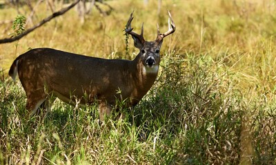 White -tailed deer on the pasture