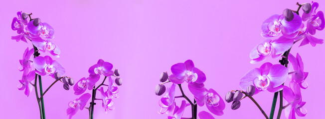 Naklejka na ściany i meble Collection of wonderful fresh purple color tropical orchid flowers on stems on light violet background with template for design extreme close view