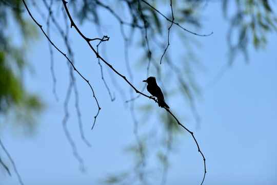 silhouette of bird standing on a branch