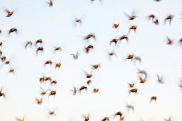 Abstract nature. Flying blur birds. Blue sky background. 