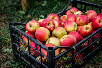 Harvesting of red apples in black plastic box.