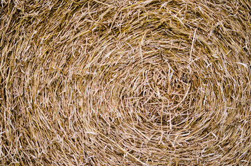 yellow hay texture 