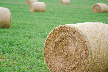 Bales of yellow hay in the green field